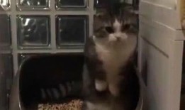 逗比小贝基爆料了吗视频,揭秘幕后精彩瞬间